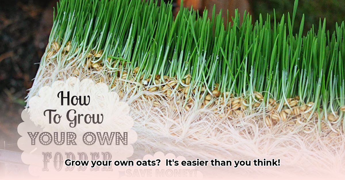 can-you-plant-whole-oats-from-tractor-supply